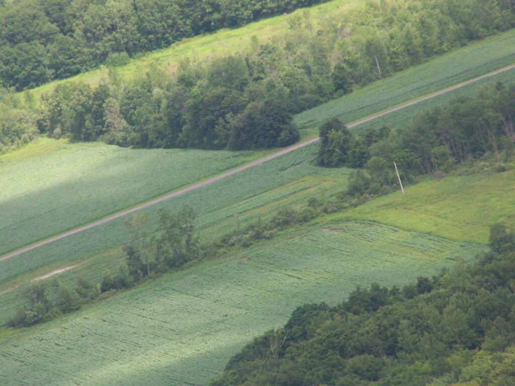 Photo: Corn