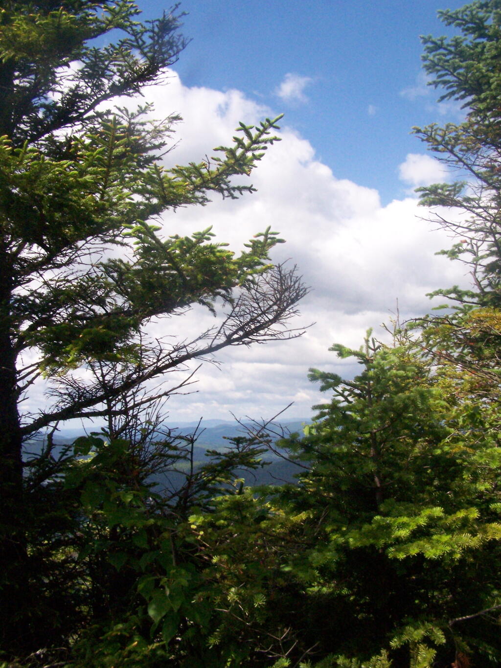Photo: Thru The Trees