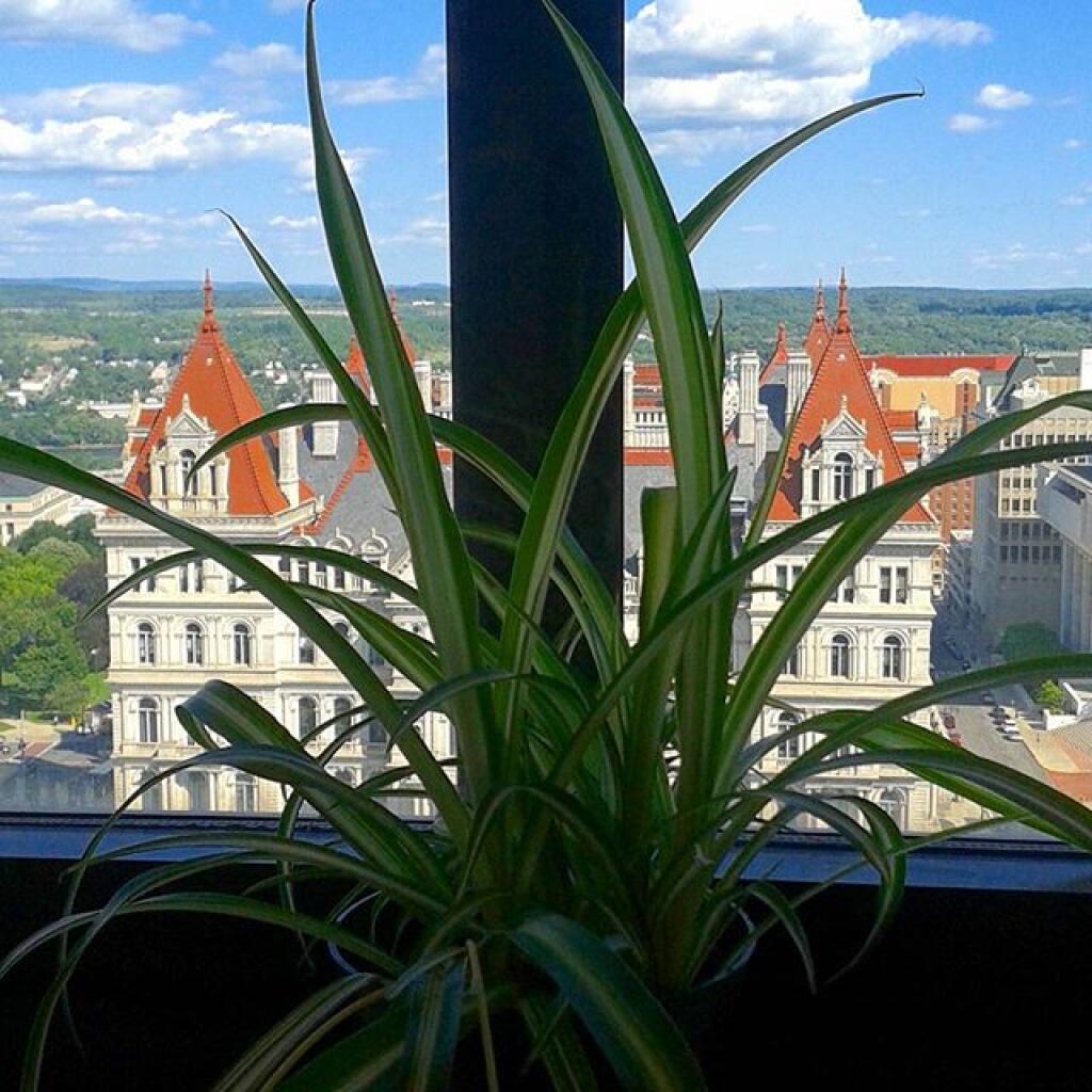 Photo: Spider plant keeps growing