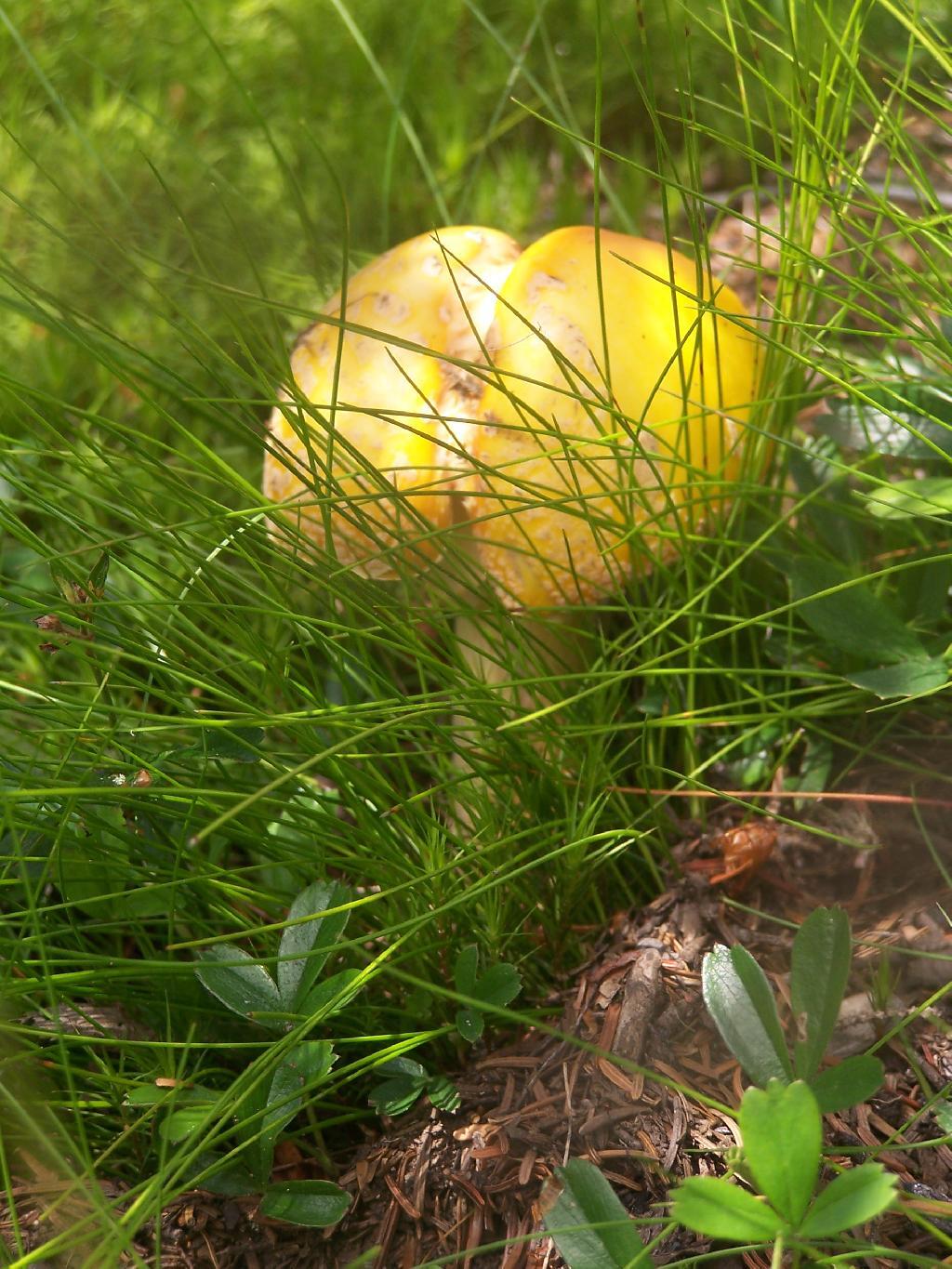 Photo: Yellow Mushroom