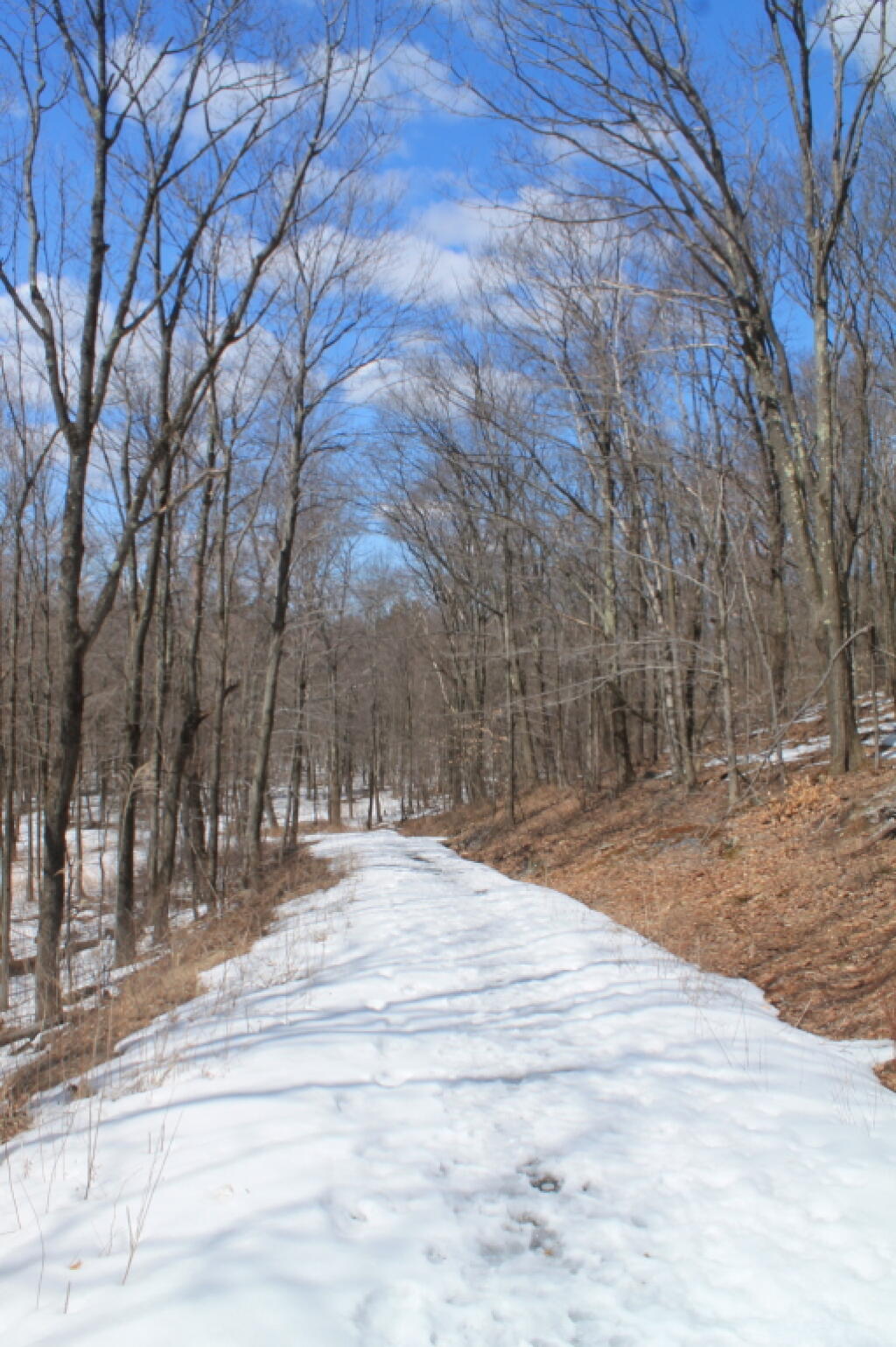Photo: Snow Covered Old Wood Road