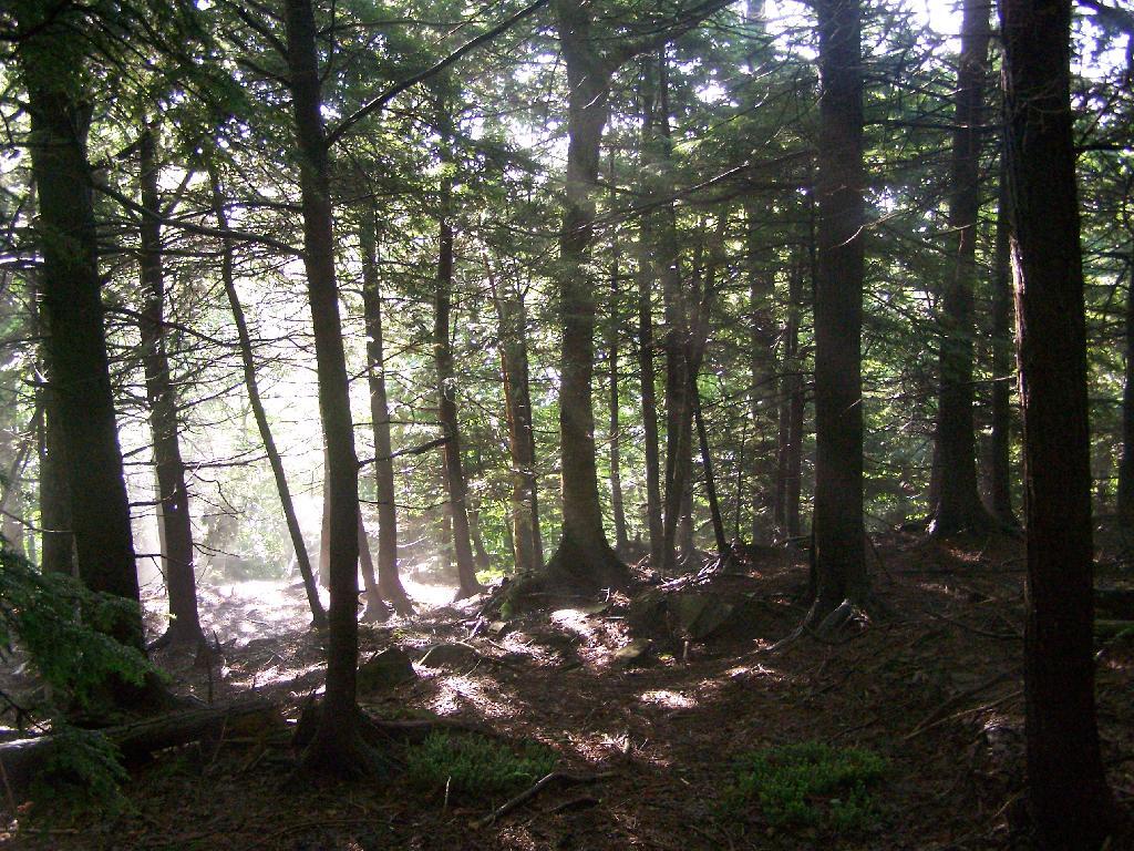 Photo: Fog