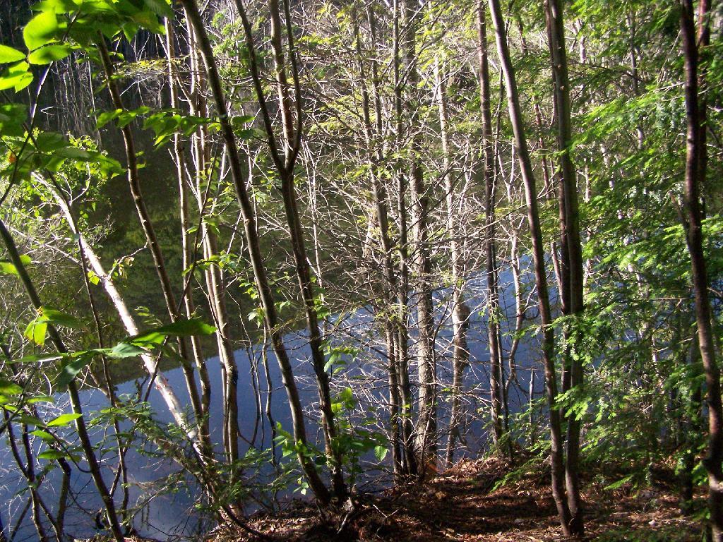 Photo: Beaver Swamp