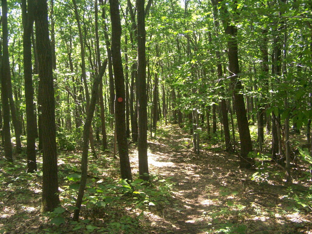 Photo: Trail Down Backside of Mountain