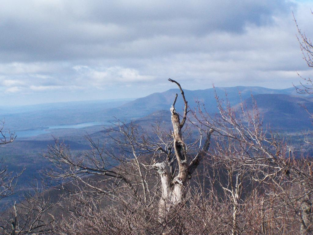 Photo: Trees and Ashokan Mountain