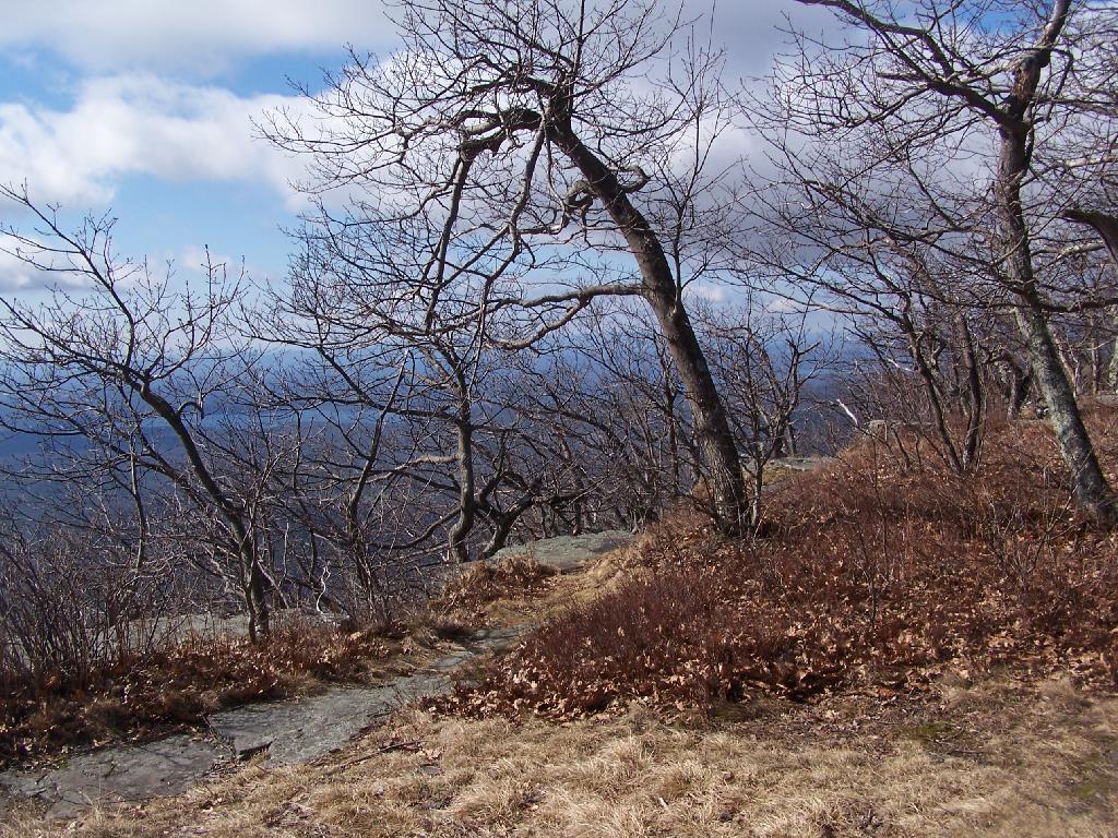 Photo: Trees