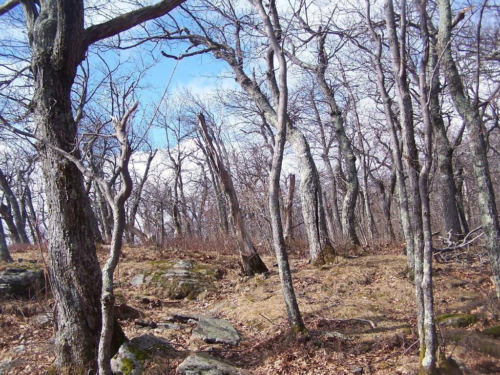 Photo: Forest