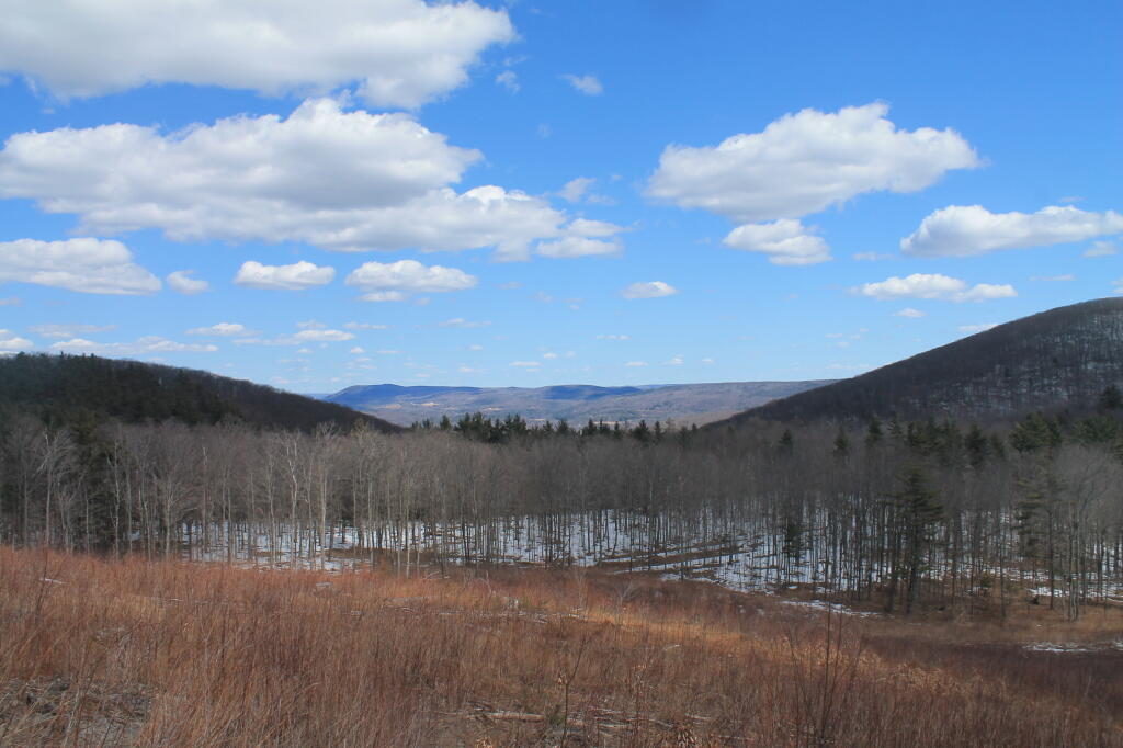 Photo: Logged Forest Reverting Back