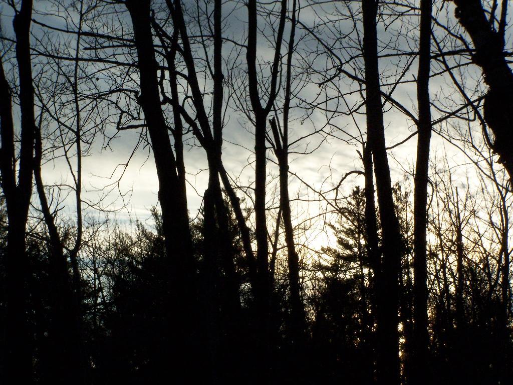 Photo: Blinds