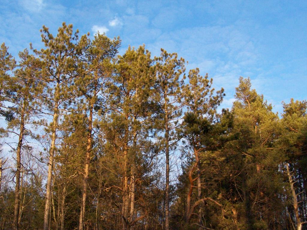 Photo: Pines