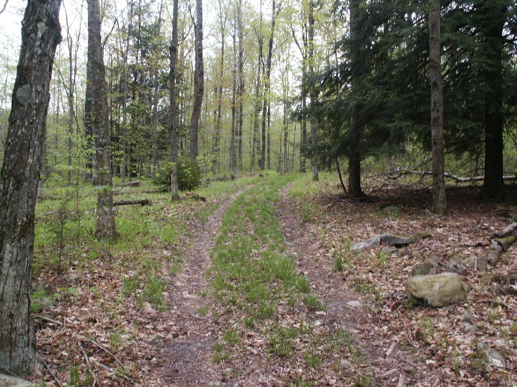 Photo: Truck Trail to Firetower