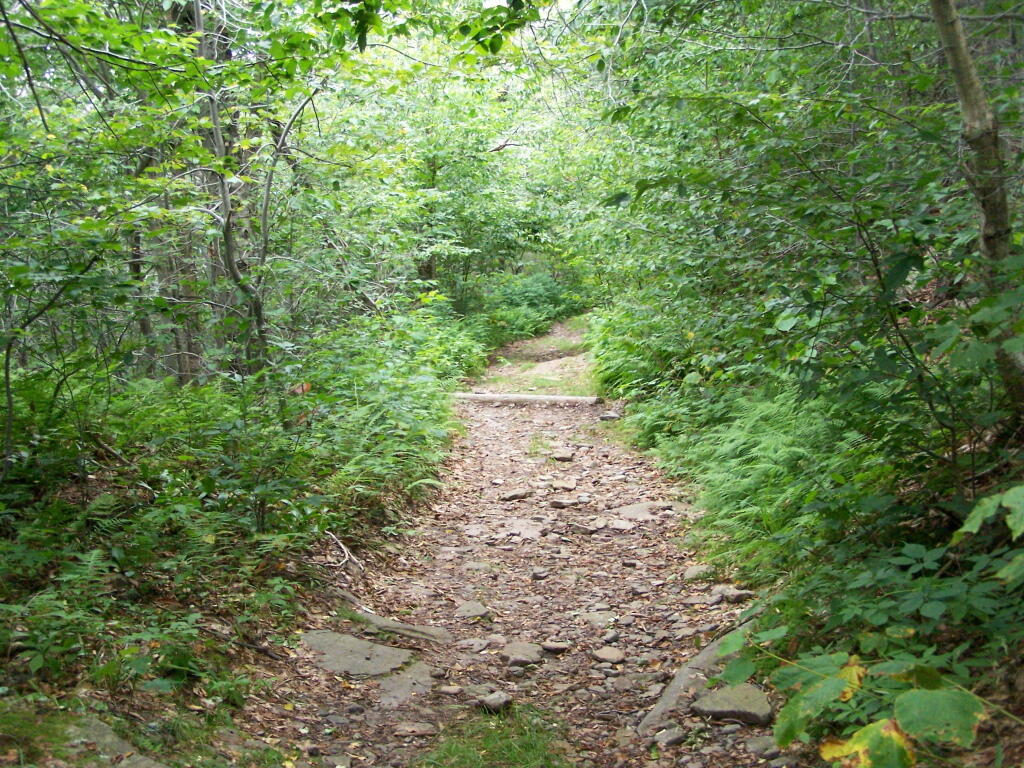 Photo: Old Woods Road
