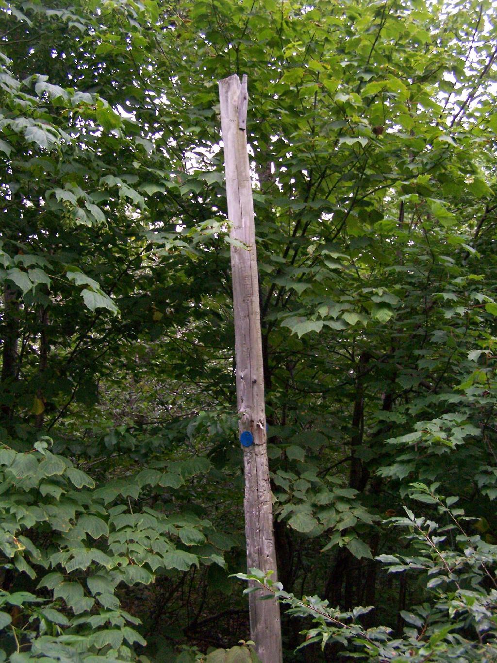 Photo: Telephone Poll