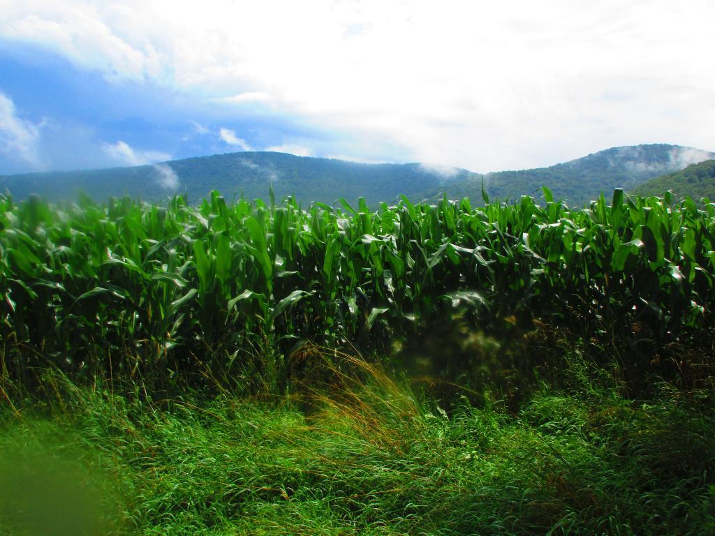 Photo: Corn Fields