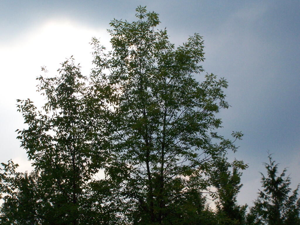 Photo: Tree