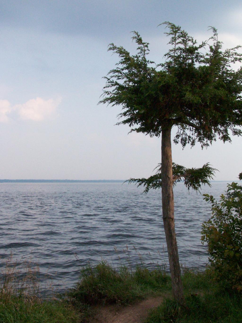 Photo: Tree on Bay