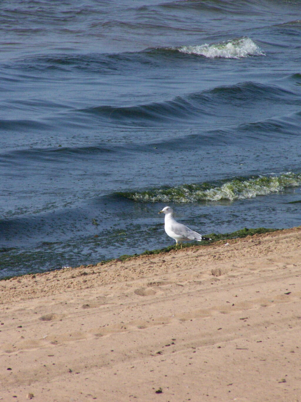 Photo: Seagull