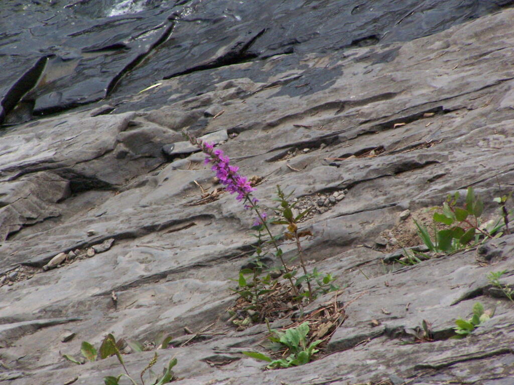 Photo: Purple Flower
