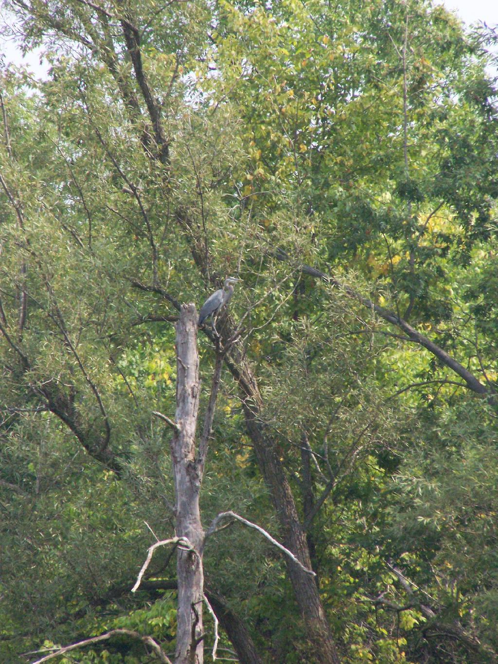 Photo: Great Blue Heron