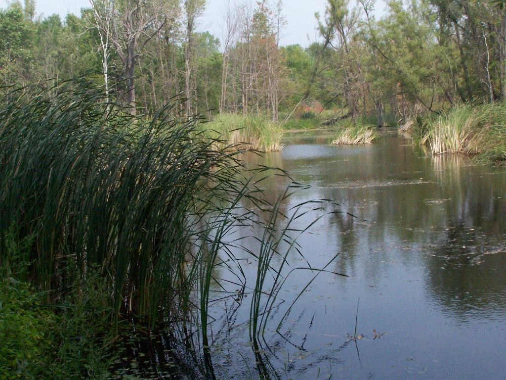 Photo: Marsh