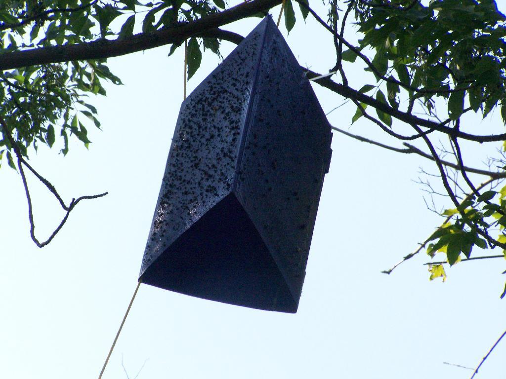 Photo: Emerald Ash Borer Trap