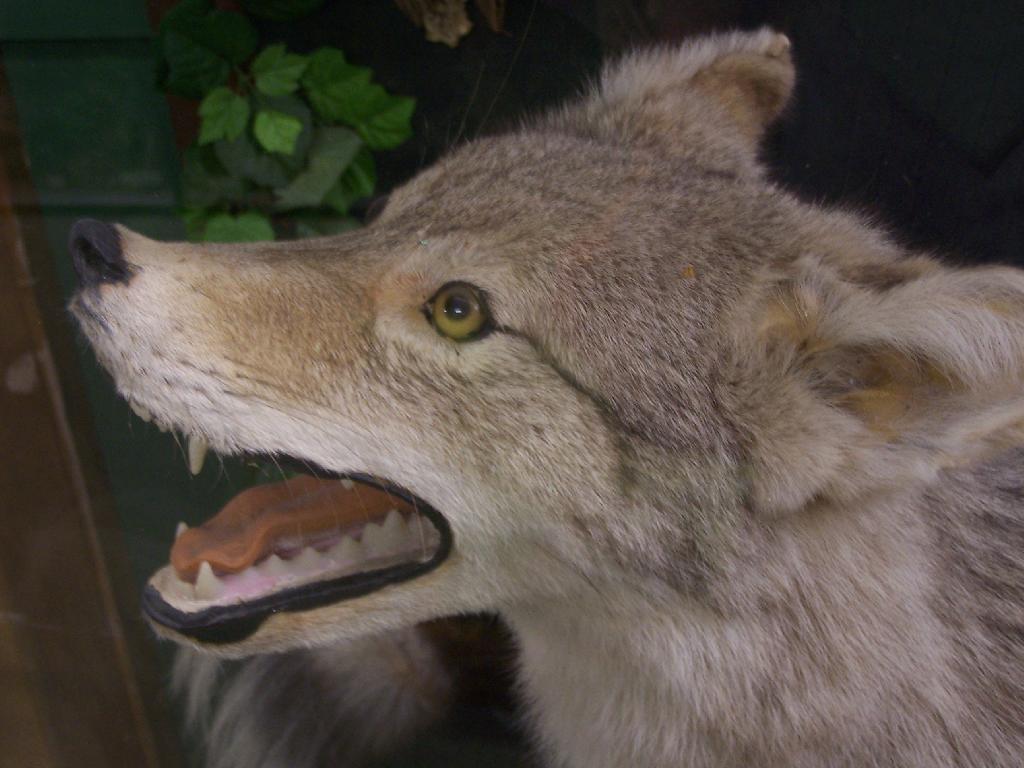 Photo: Wolf