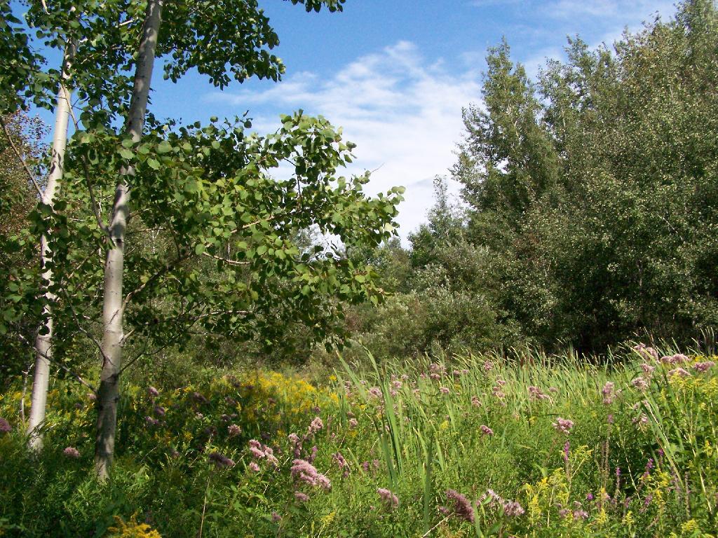 Photo: Marsh