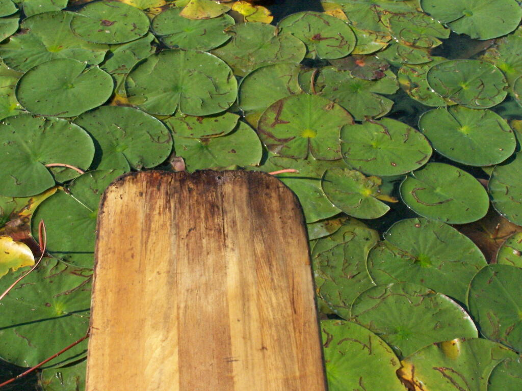 Photo: Paddling through Pond Lilies