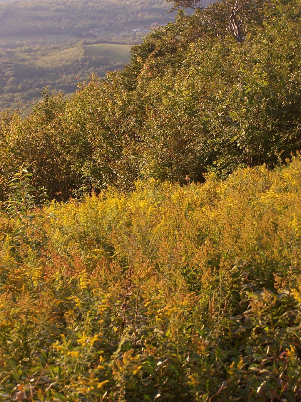 Photo: Golden Rod