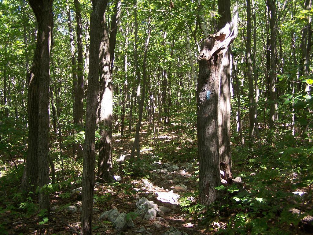 Photo: East Mountain Trail