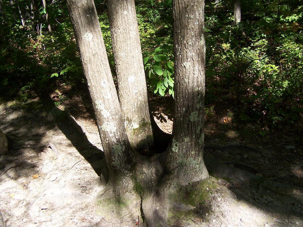 Photo: Three Oaks form a Pool