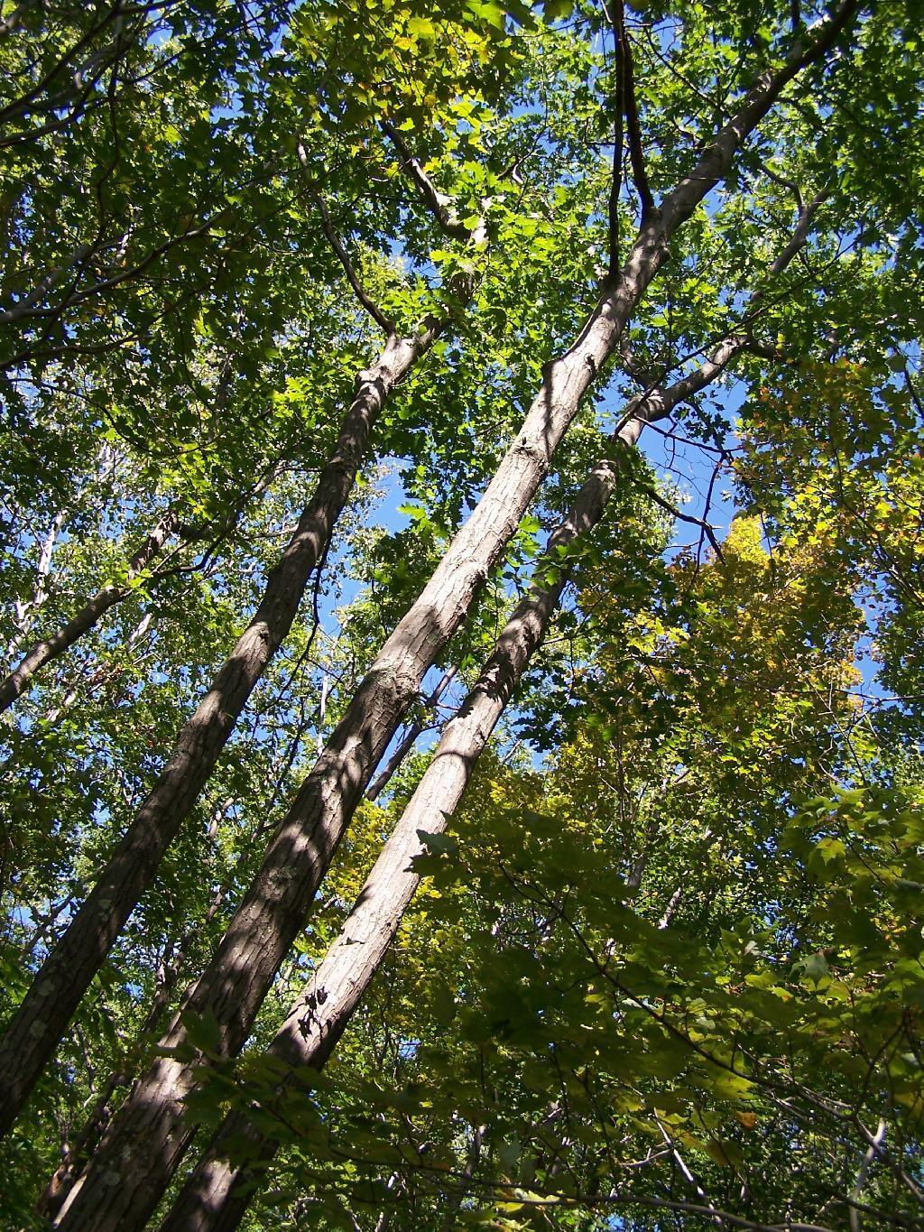 Photo: Three Oaks