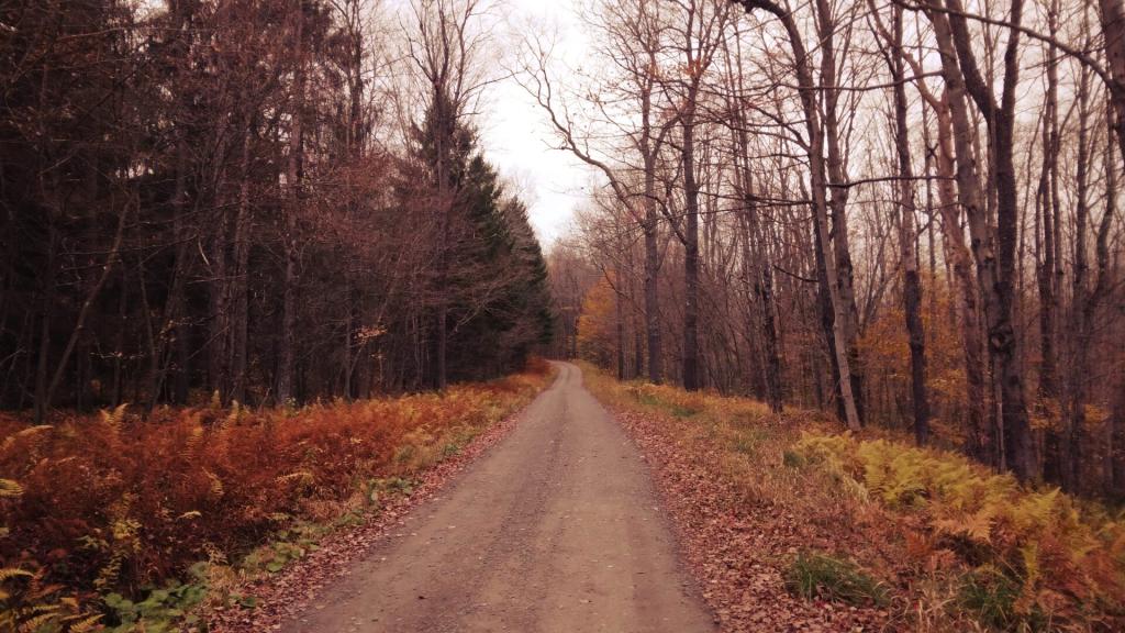 Photo: Riding Gravel at Tioga State Forest