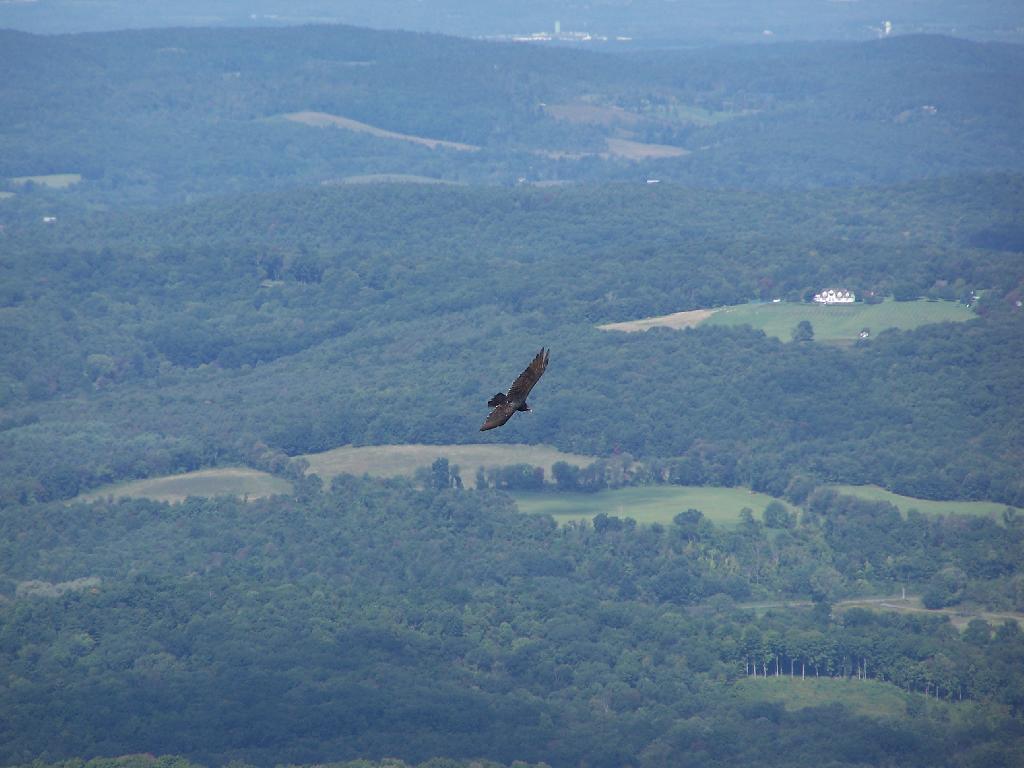 Photo: Turkey Vulture