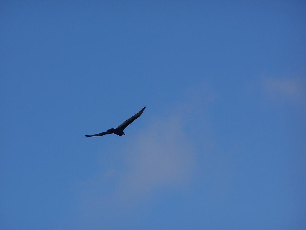 Photo: Soaring