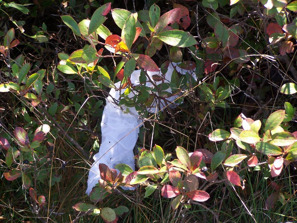 Photo: Shitty Toilet Paper