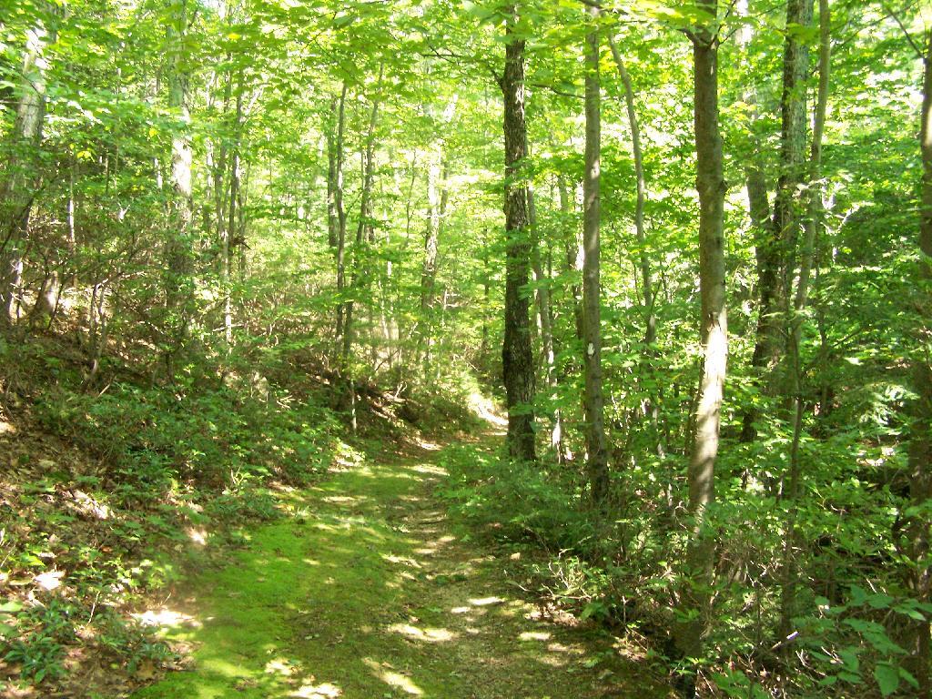 Photo: Alander Brook Trail - South Taconic Trail