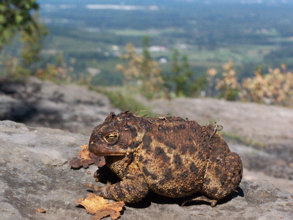 Photo: Toad on Edge