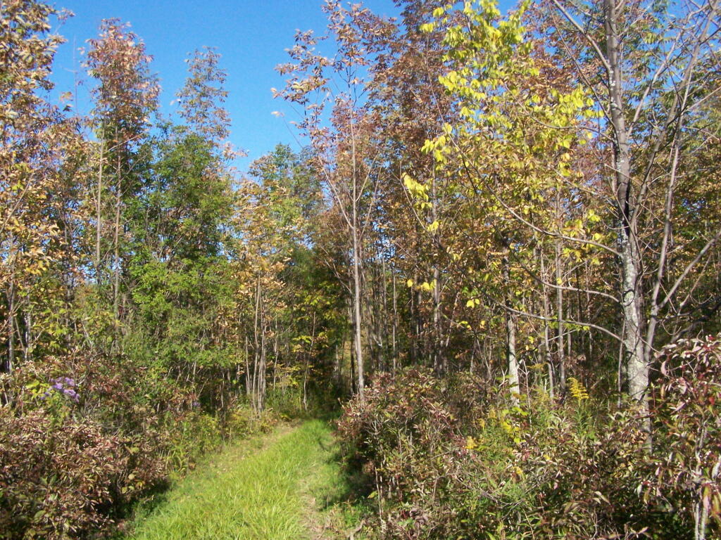 Photo: Filling in Meadow