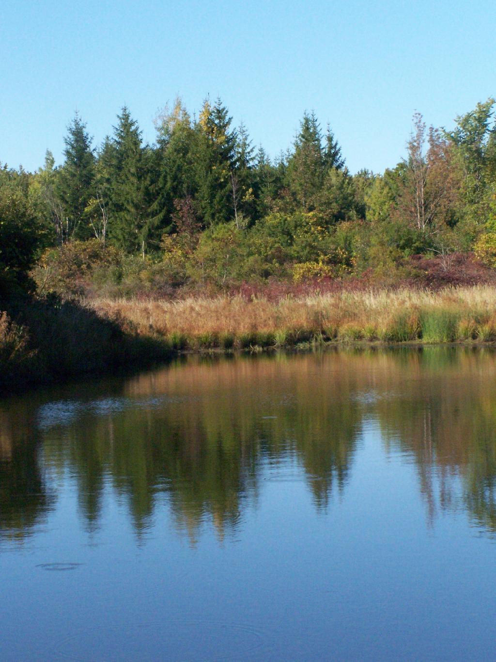Photo: Pond