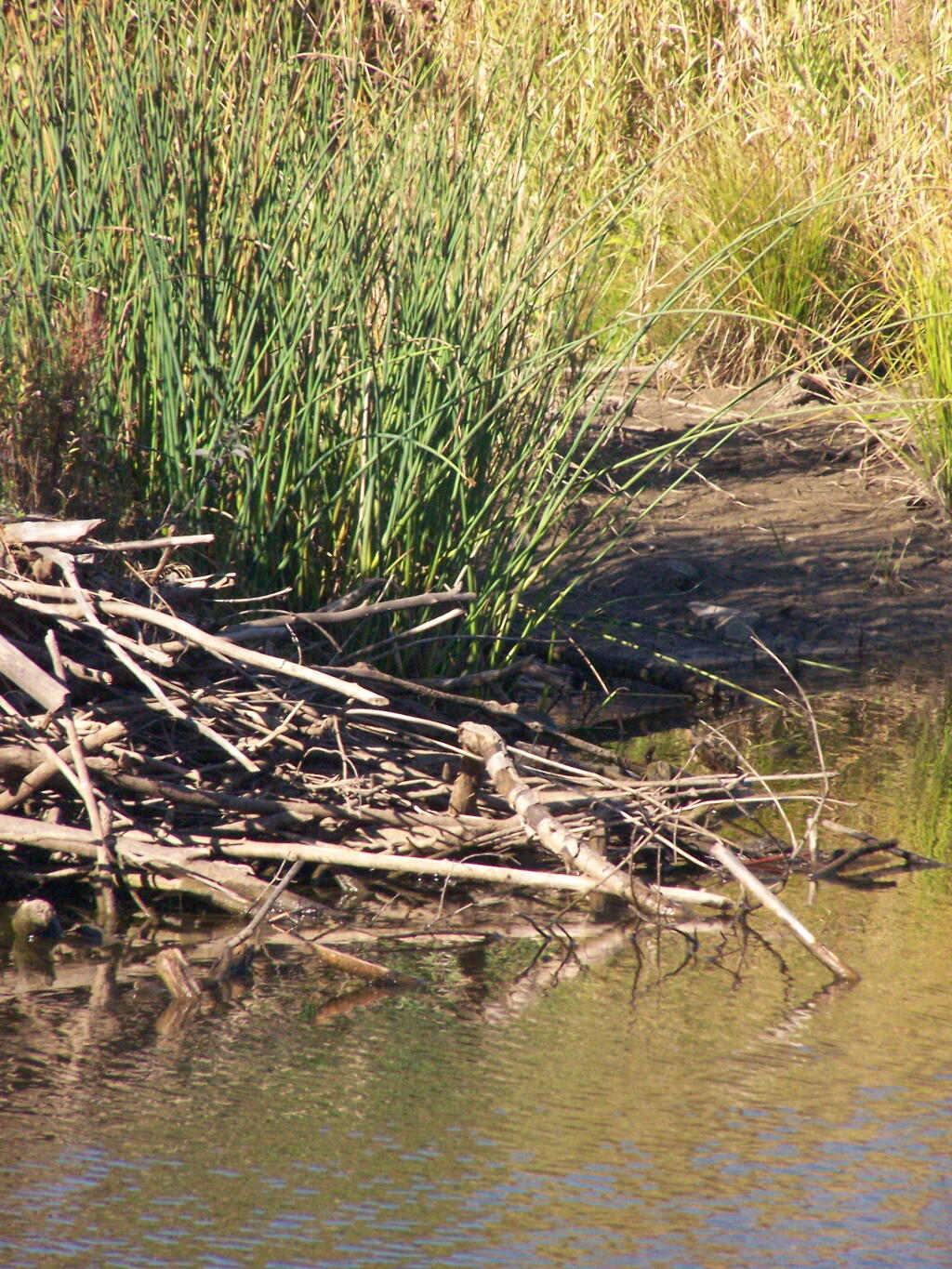 Photo: Beaver Dam