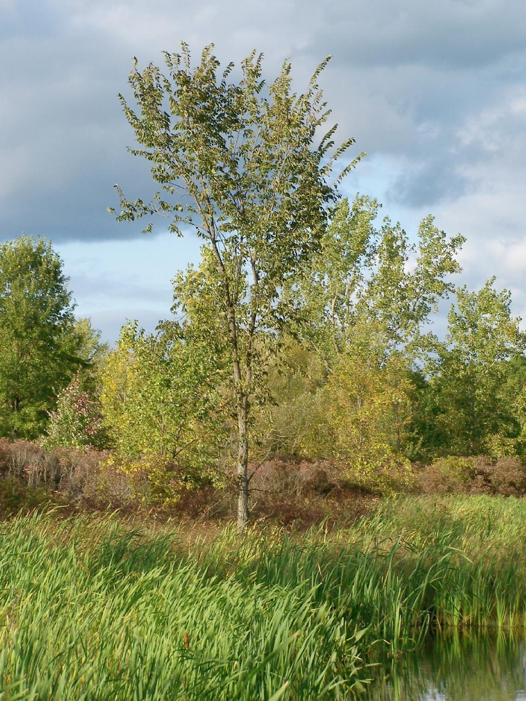 Photo: Tree