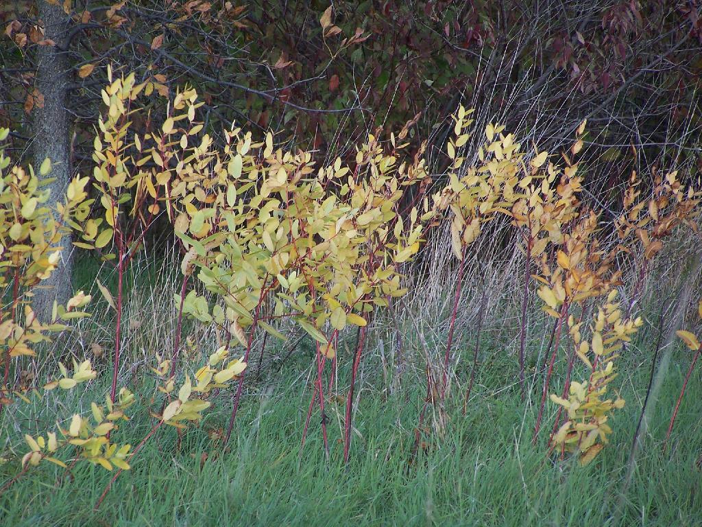 Photo: Bushes