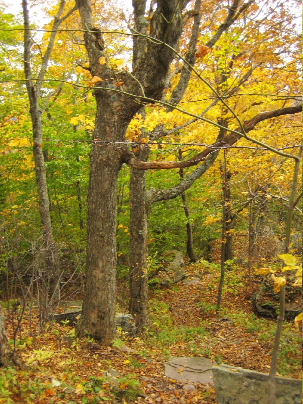 Photo: Along the Trail