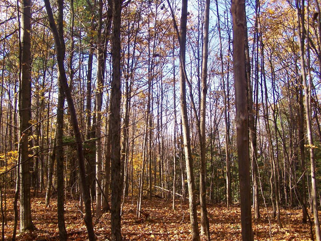 Photo: Walking through the Woods