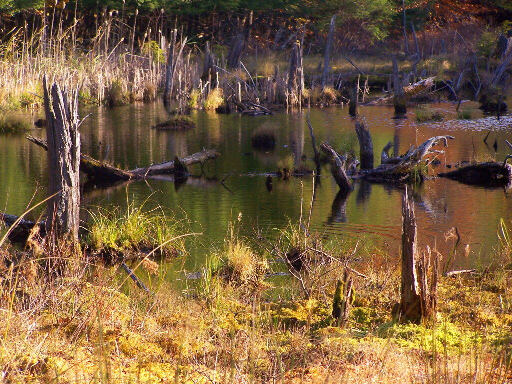 Photo: More Wetlands