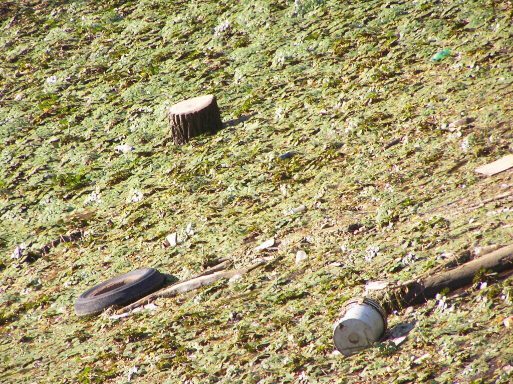 Photo: Junk in a Swamp