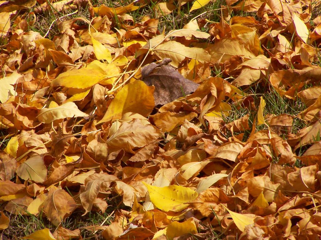 Photo: Leaves