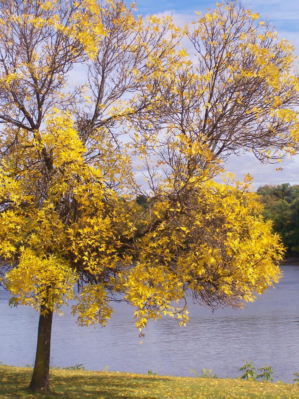 Photo: Tree on the River