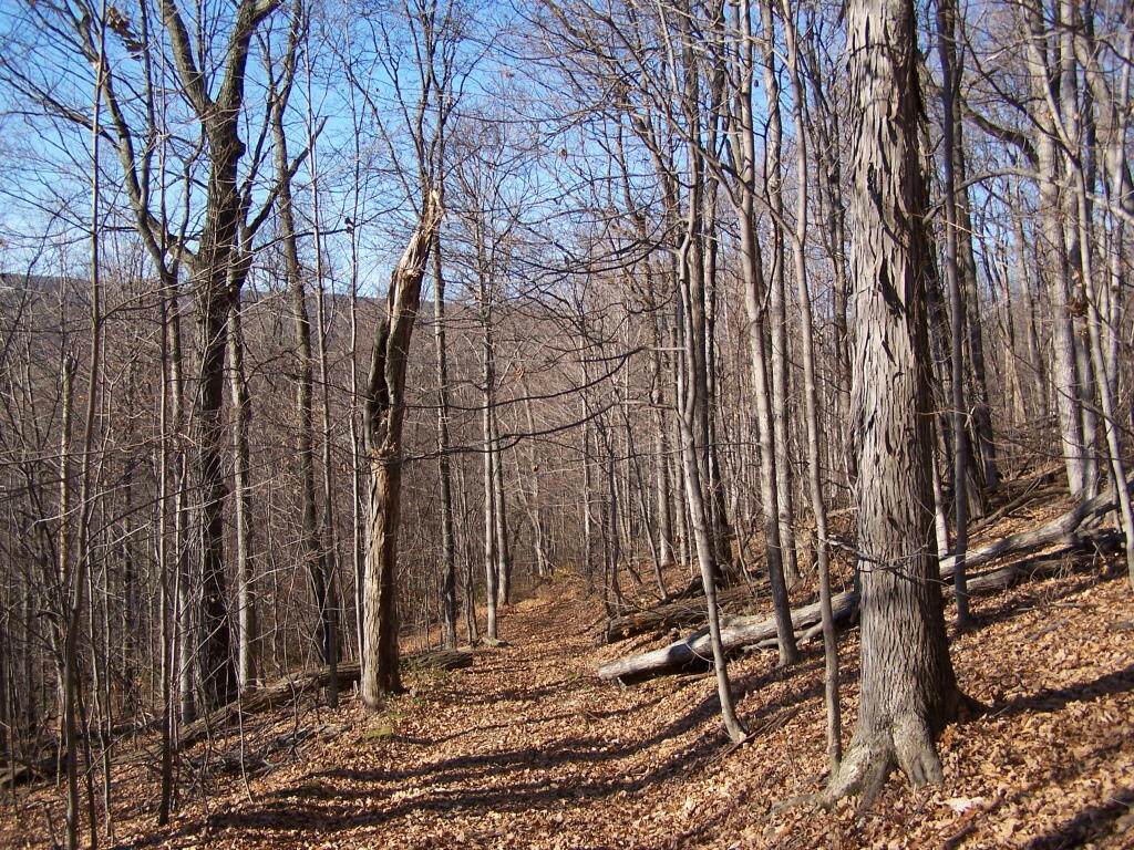Photo: Trail